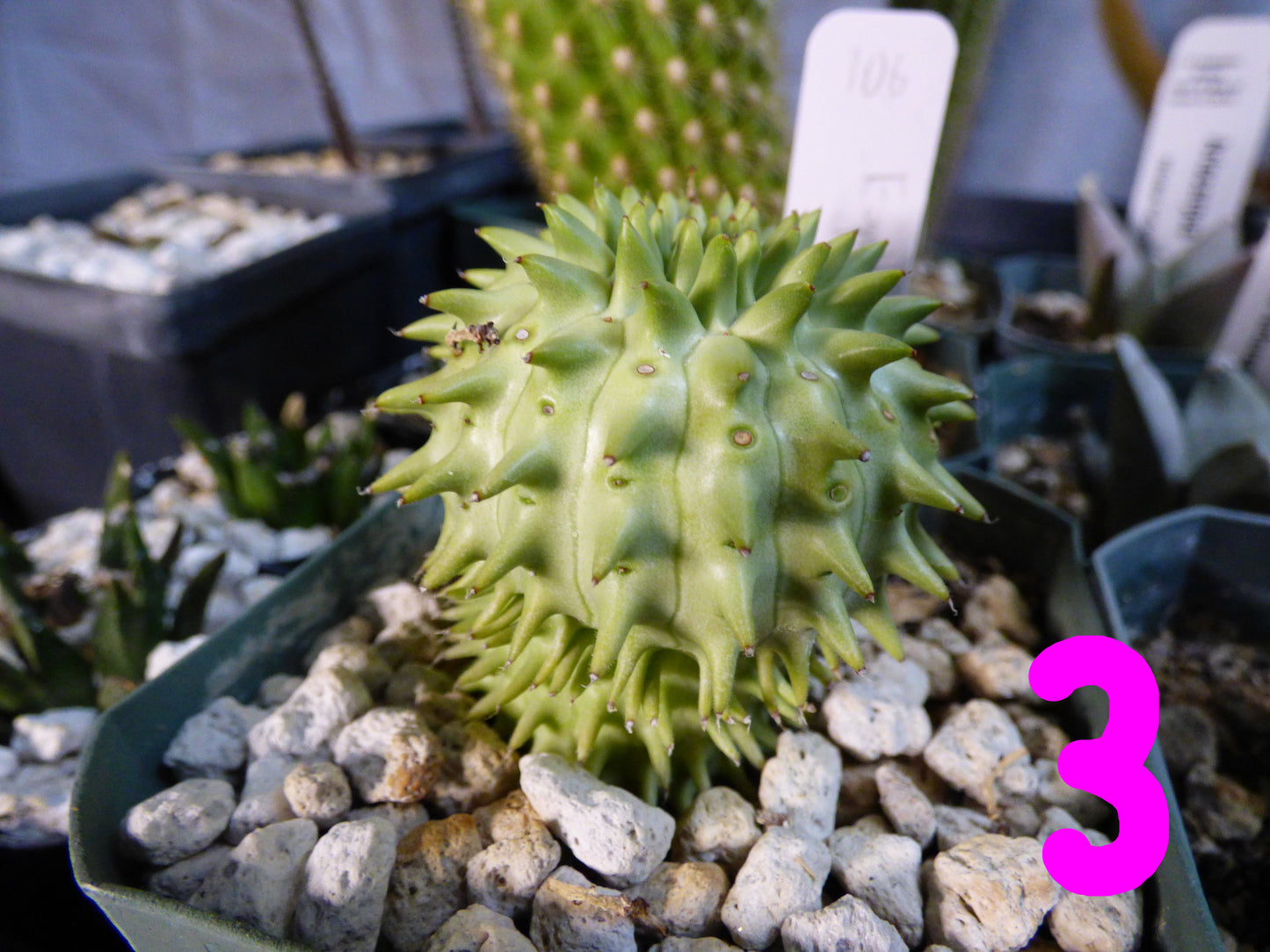 Euphorbia susannae Plant
