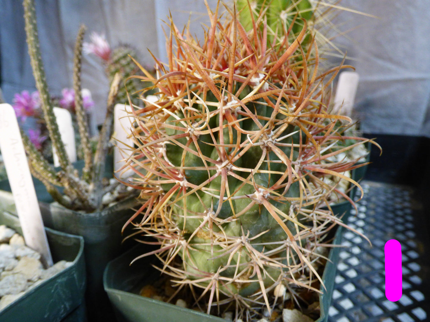 Ferocactus chrysacanthus Plant