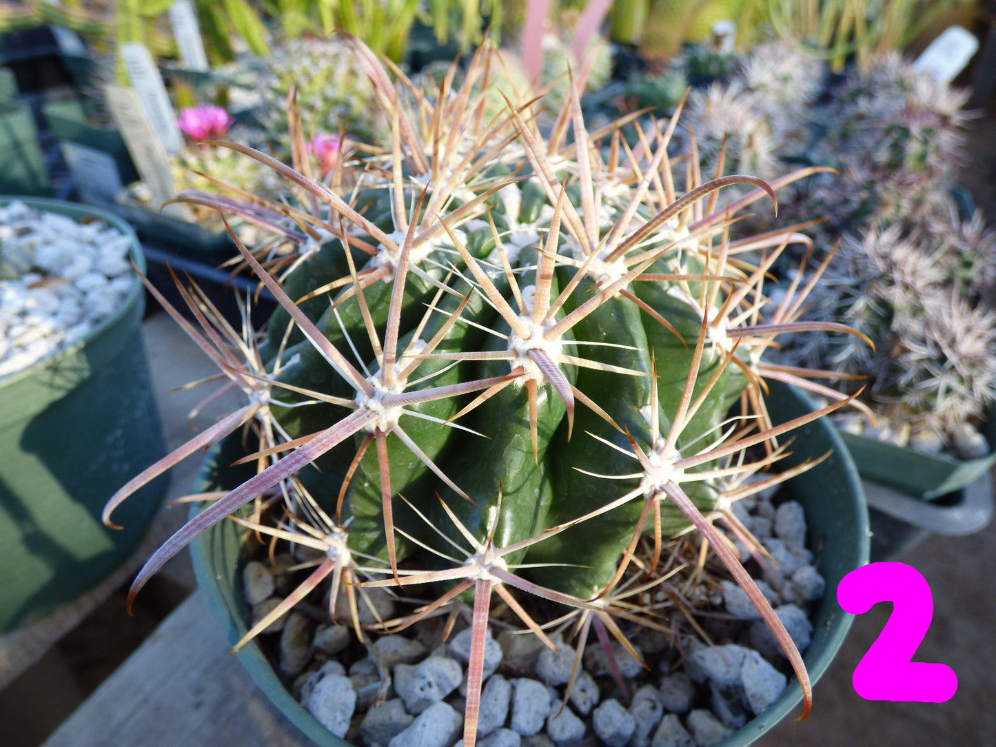 Ferocactus fordii Plant