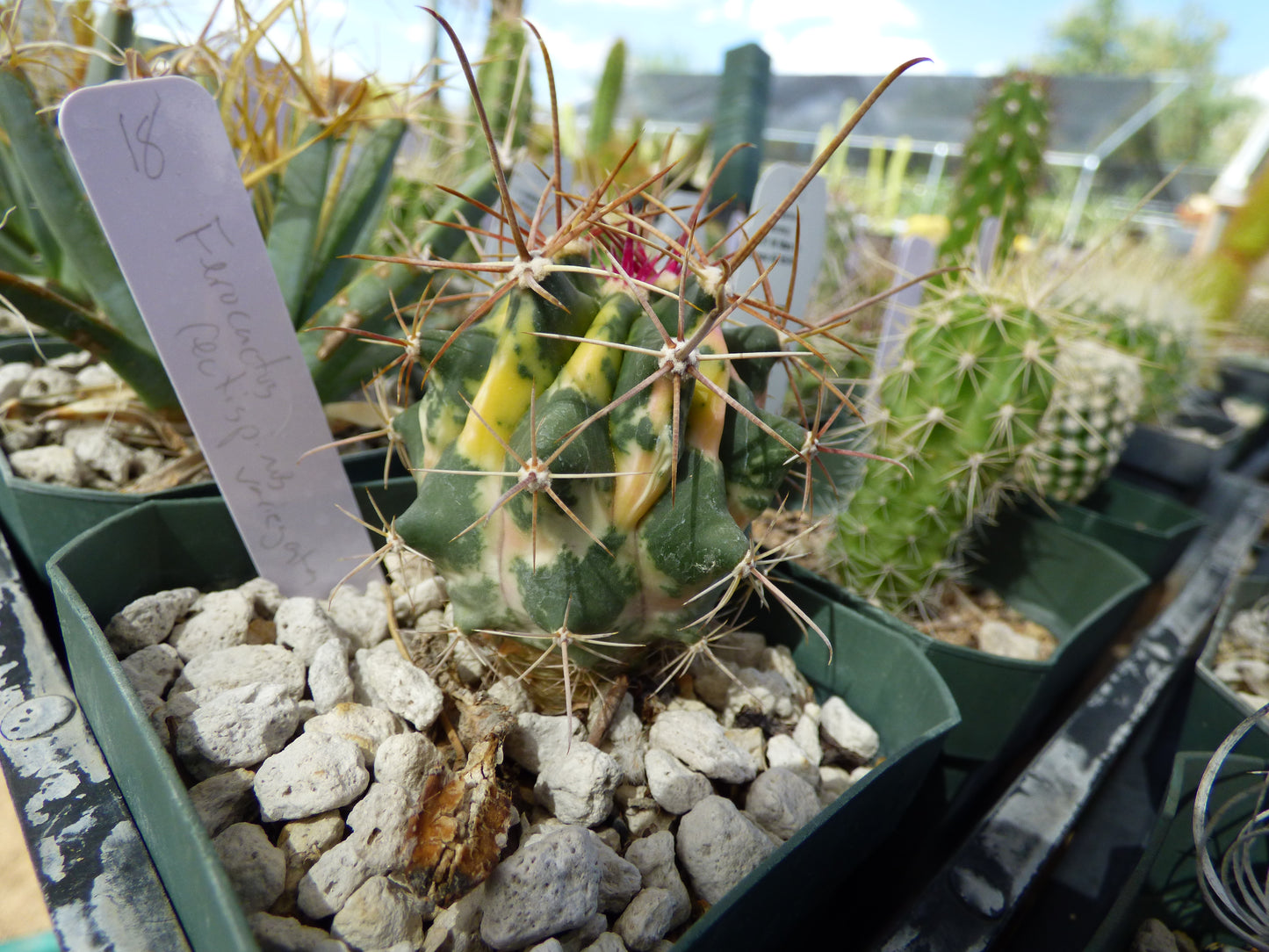 Ferocactus rectispinus variegata Plant