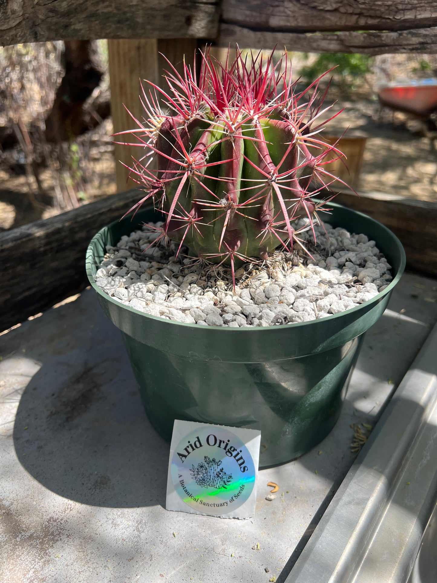 Ferocactus pilosus Plant