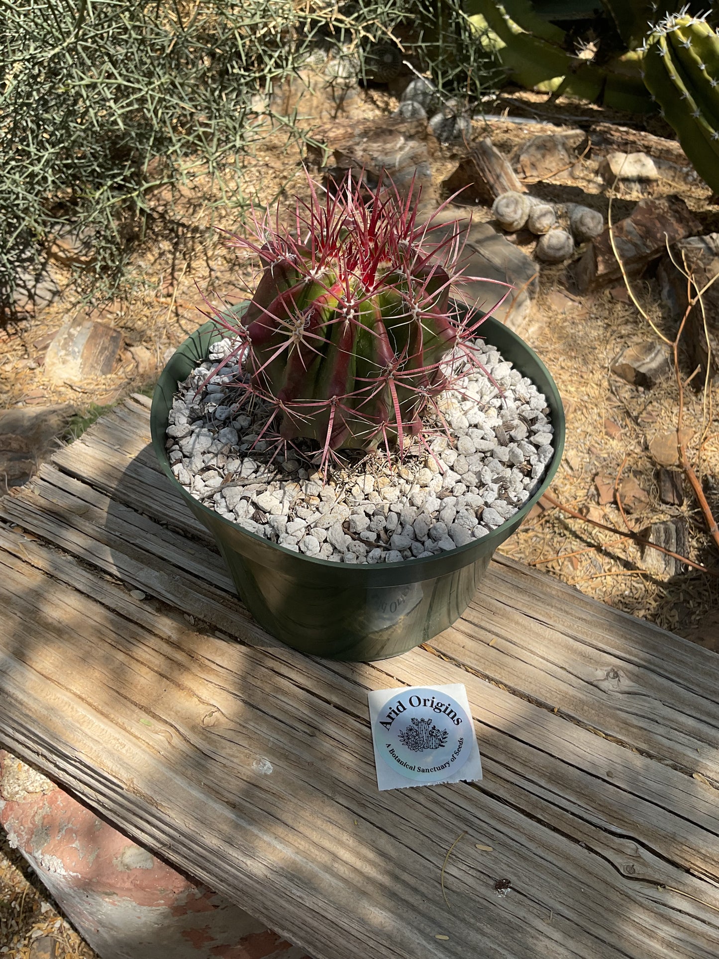 Ferocactus pilosus Plant