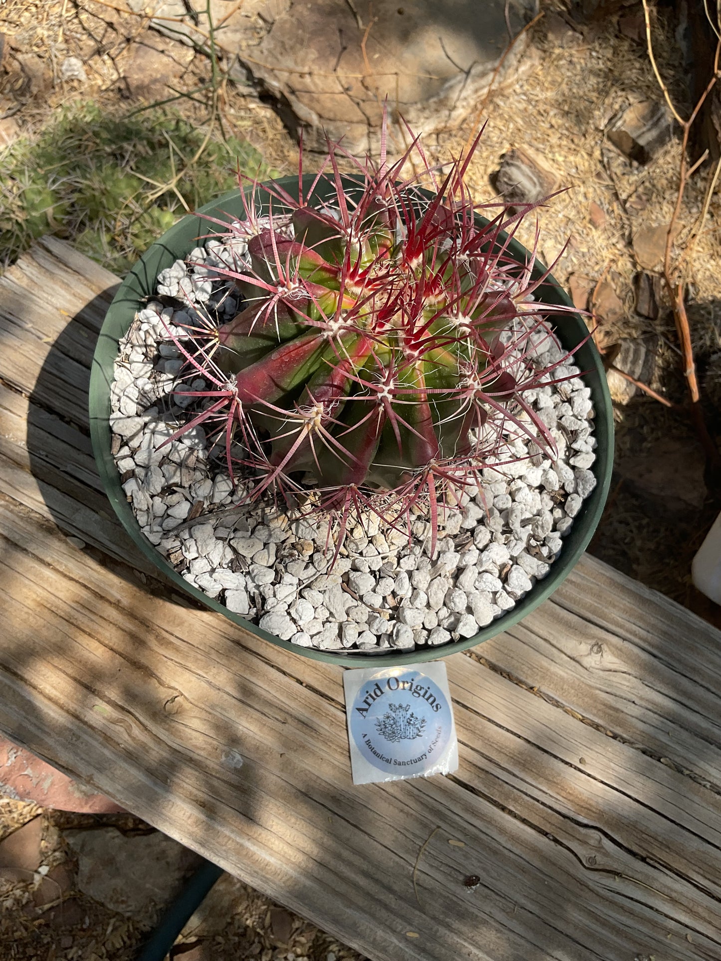 Ferocactus pilosus Plant