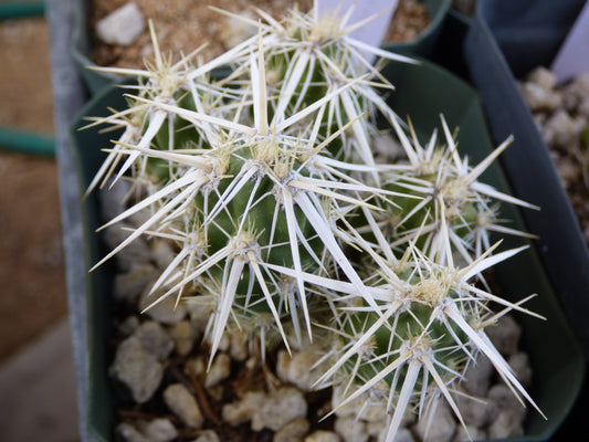 Grusonia clavata Plant