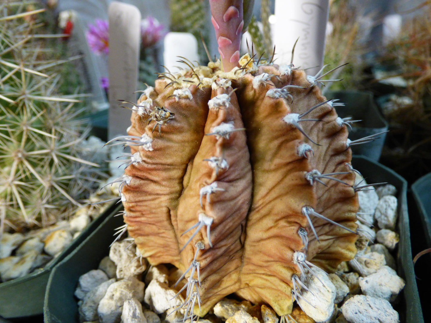 Gymnocalycium mihanovichii friedrichii Plant