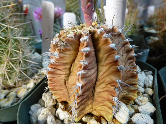 Gymnocalycium mihanovichii friedrichii Plant