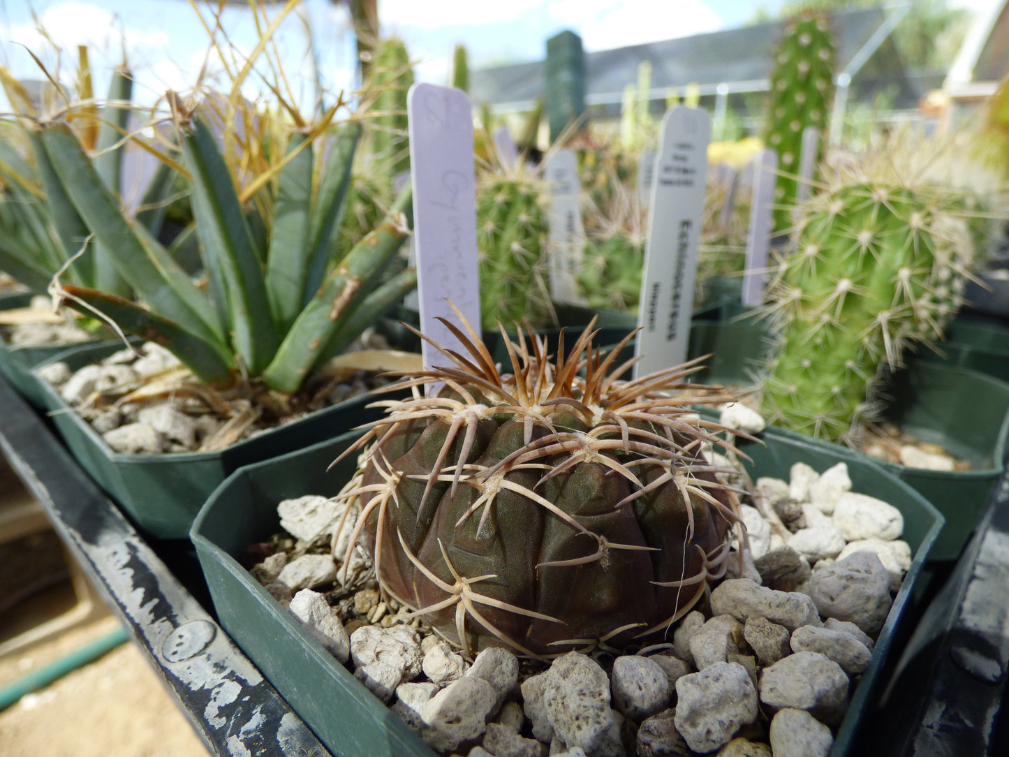 Gymnocalycium spegazzinii punillense Plant