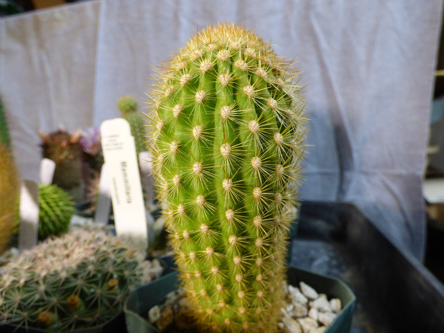 Haageocereus pacalaensis Plant