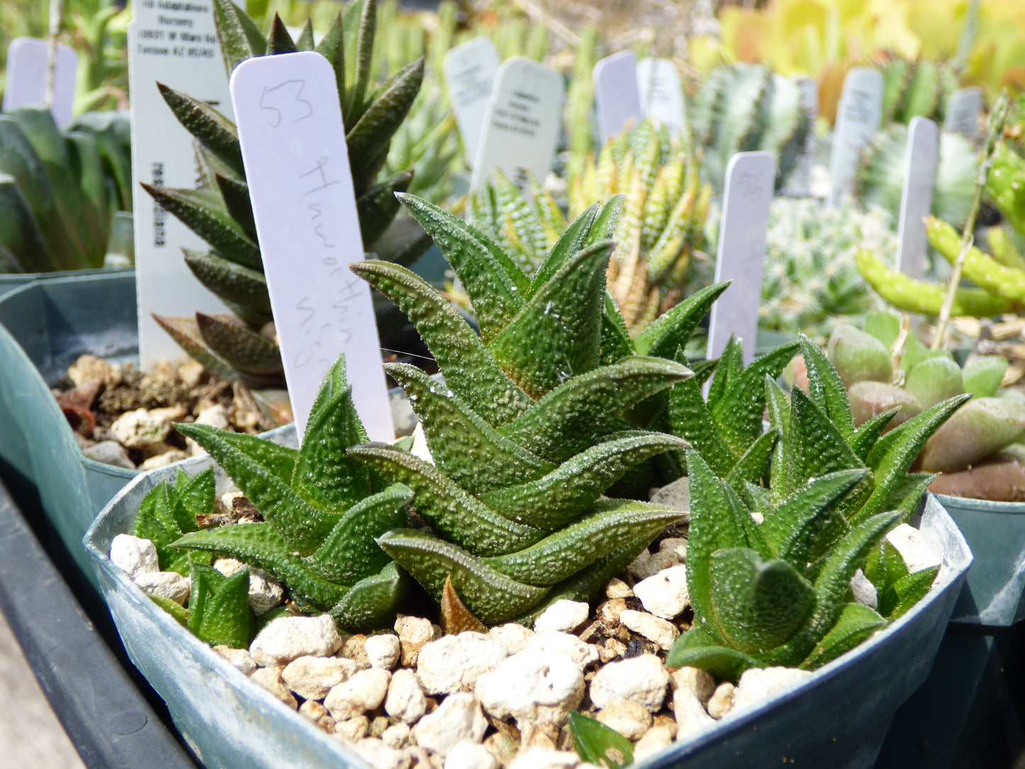 Haworthia nigra Plant