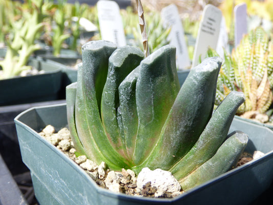 Haworthia truncata Plant