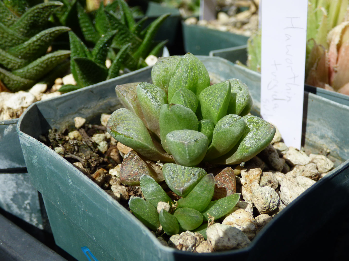 Haworthia turgida suberecta Plant