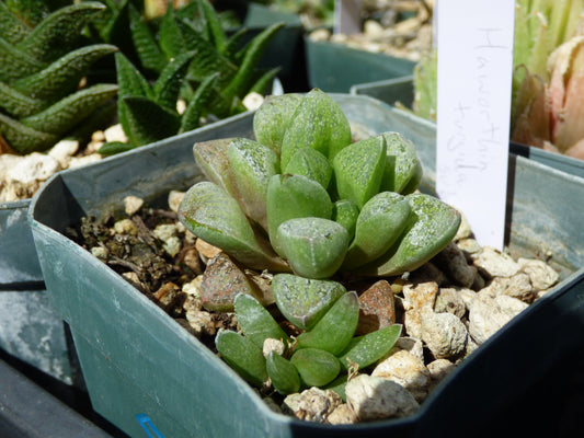 Haworthia turgida suberecta Plant