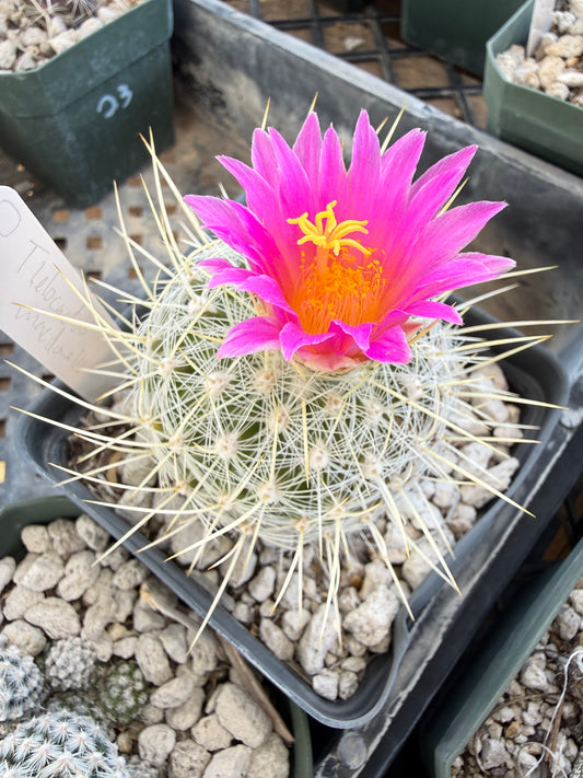Thelocactus macdowellii Plant