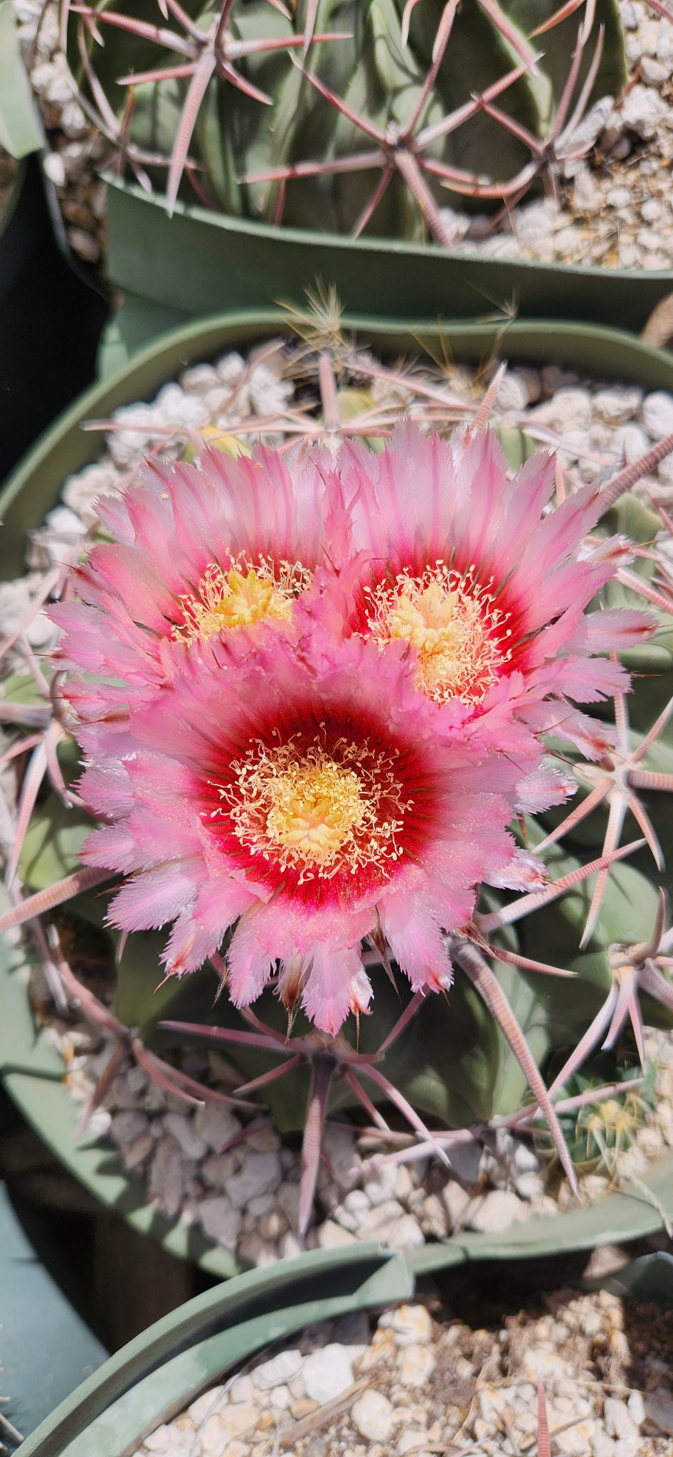 Echinocactus texensis Seeds