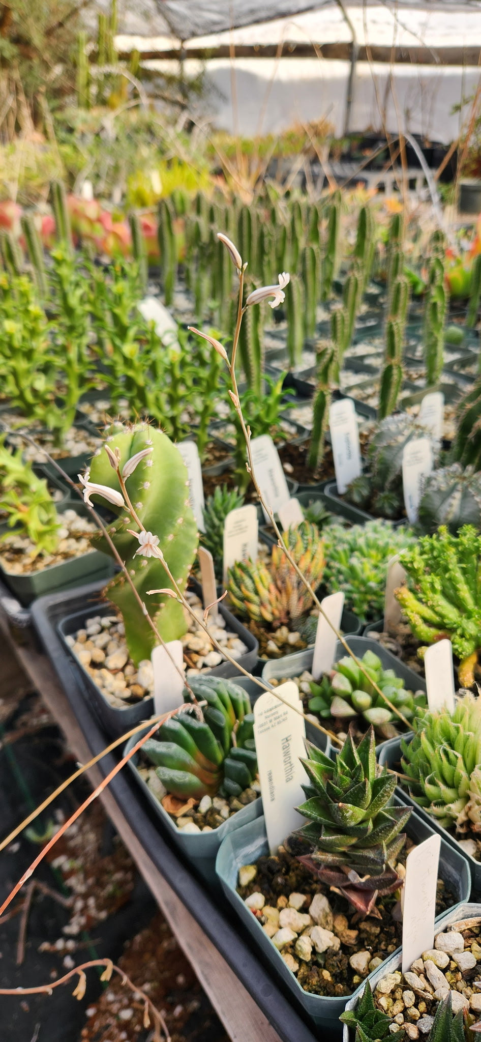 Haworthia translucens Plant