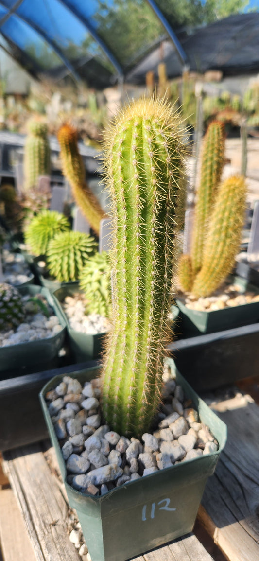 Pilosocereus diamantinensis plant in four inch pot