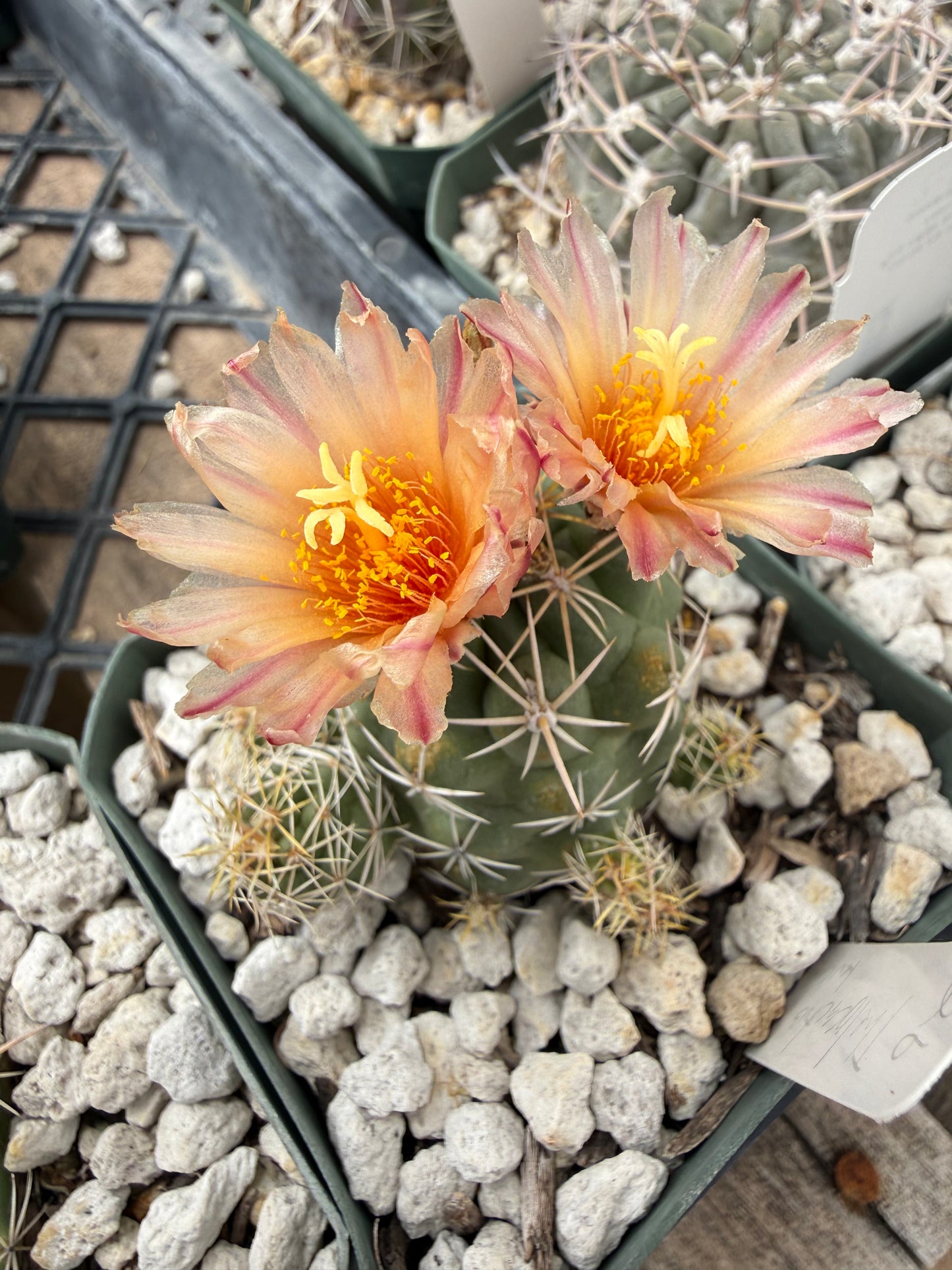 Thelocactus leucacanthus Plant