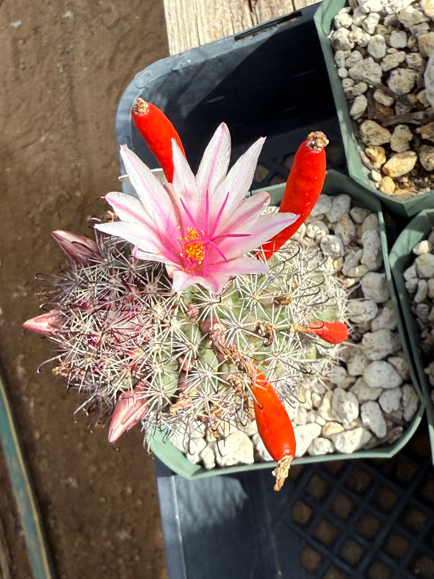 Mammillaria fraileana Plant