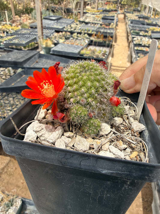 Rebutia graciliflora borealis Plant