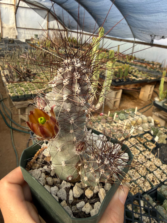 Echinocereus mapimiensis Plant