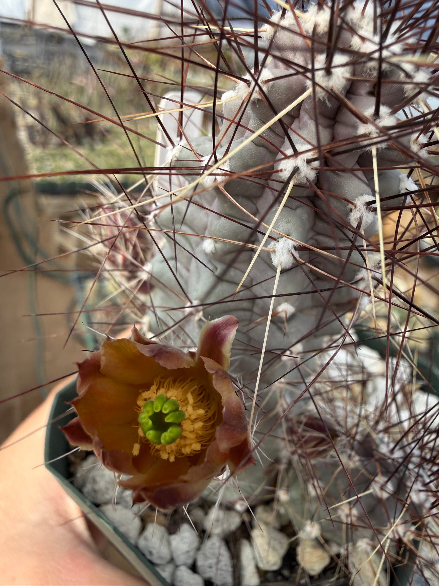 Echinocereus mapimiensis Plant