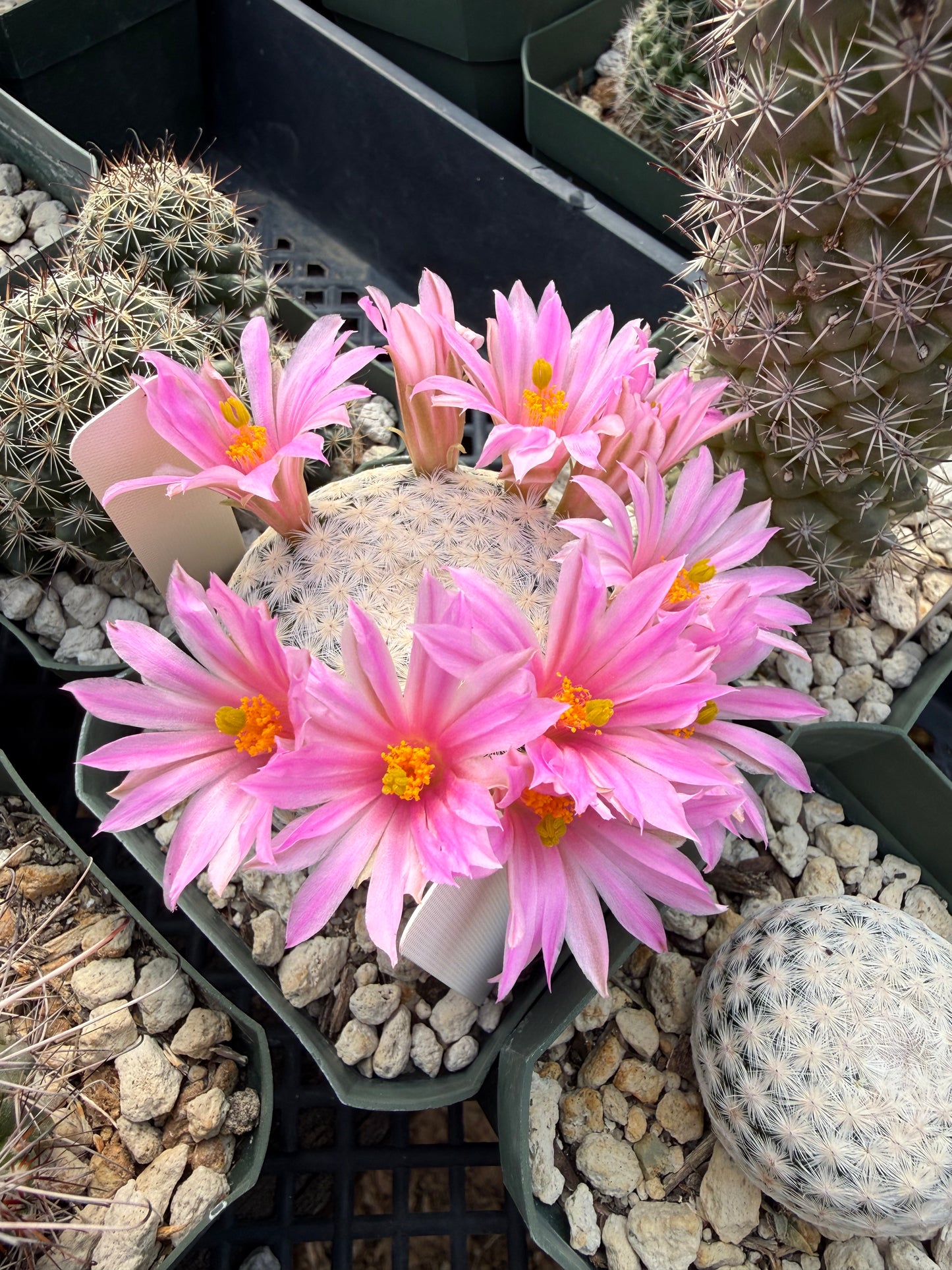 Mammillaria herrerae Plant