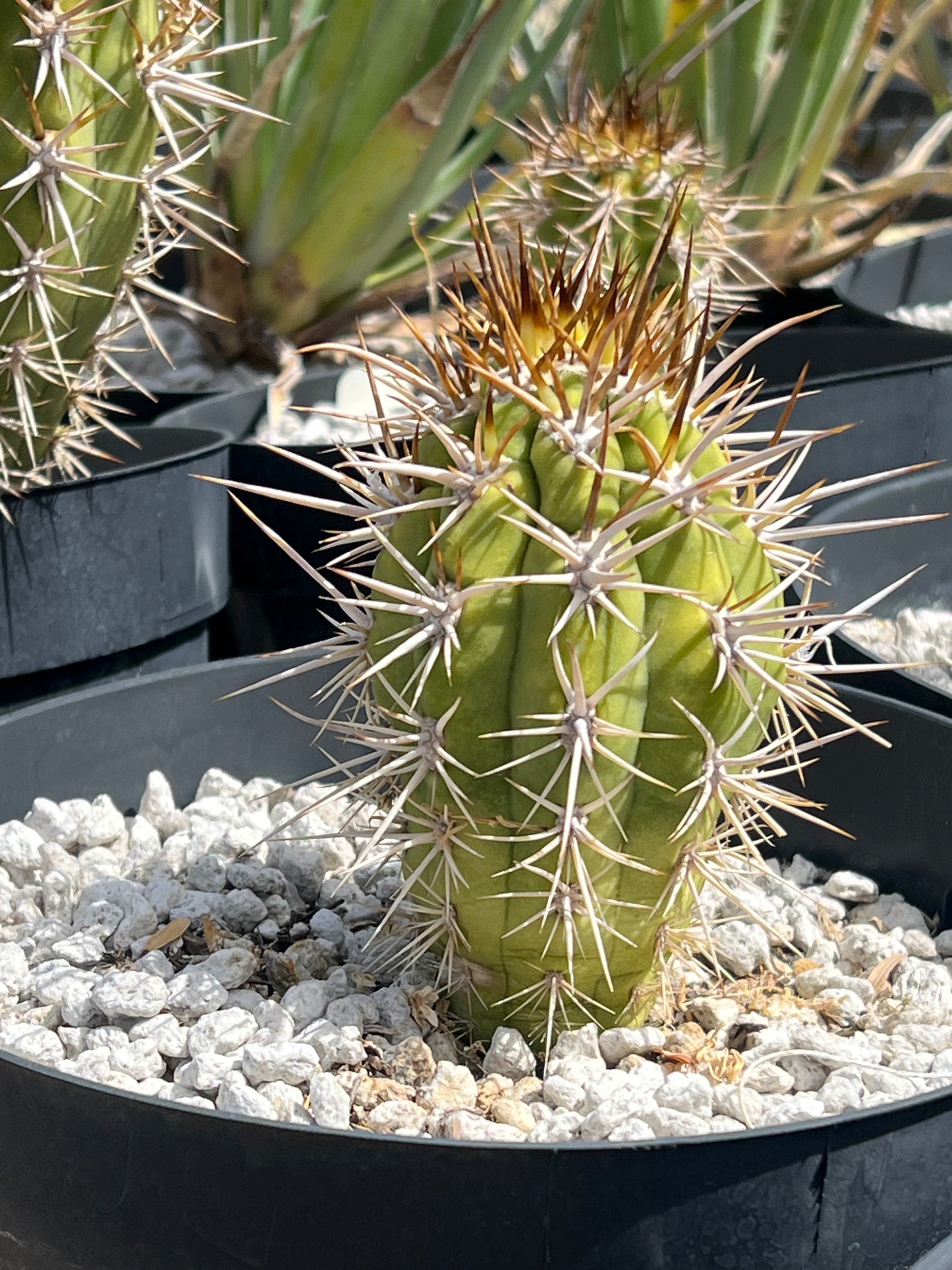 Trichocereus chiloensis Plant