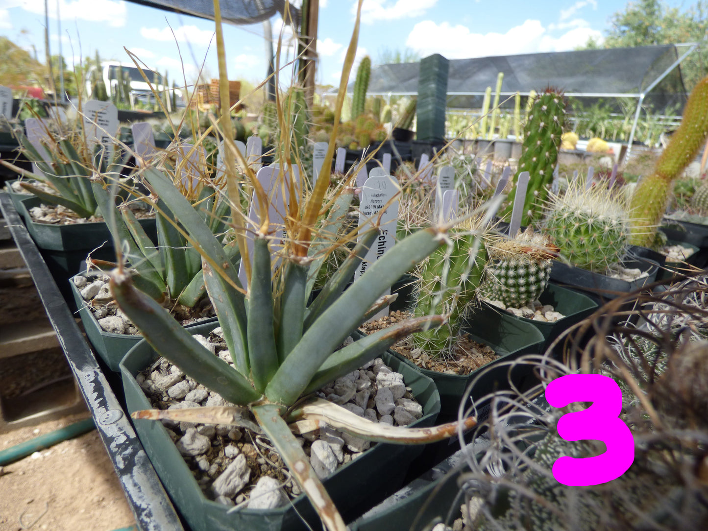 Leuchtenbergia principis Plant