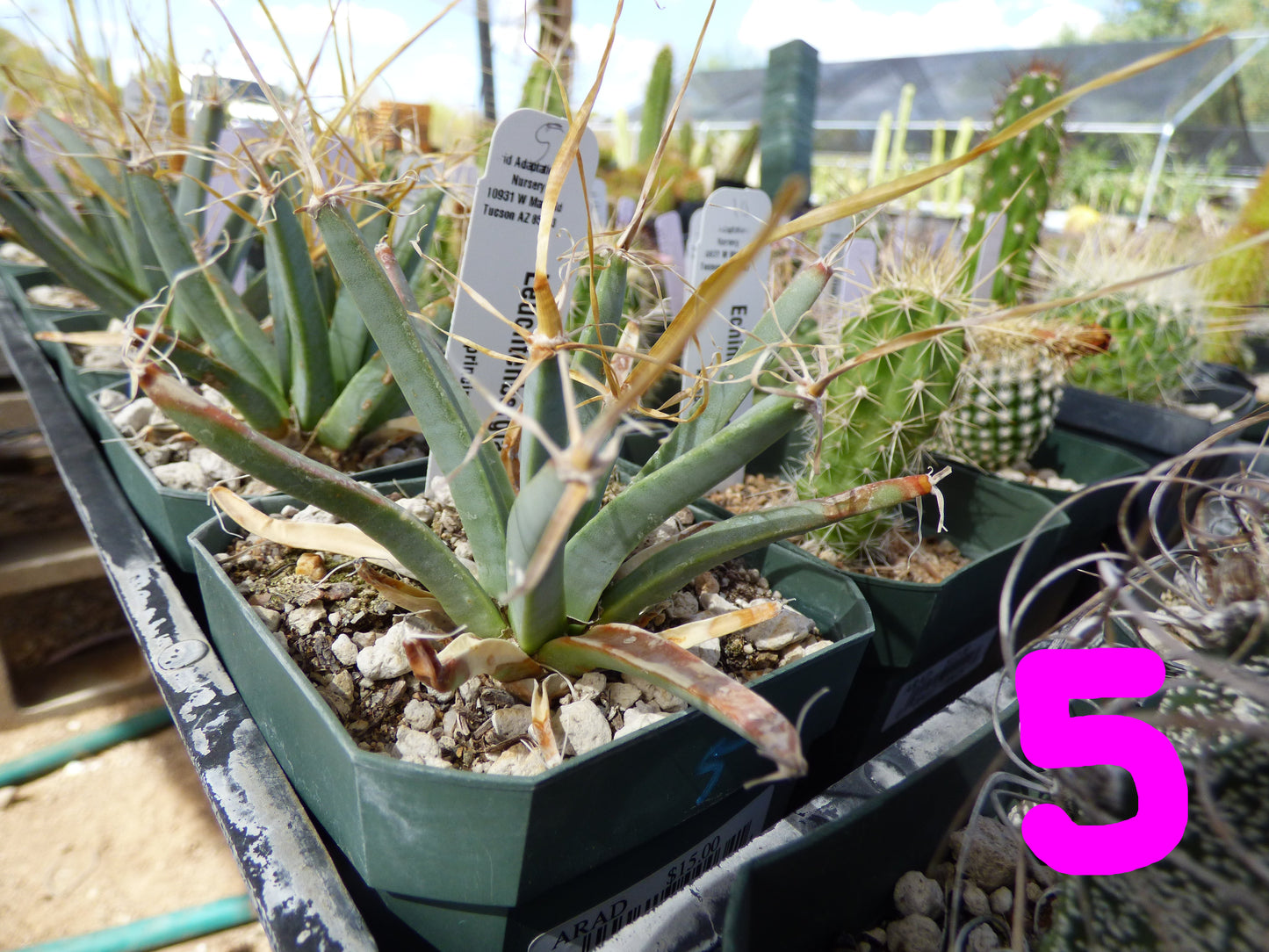 Leuchtenbergia principis Plant