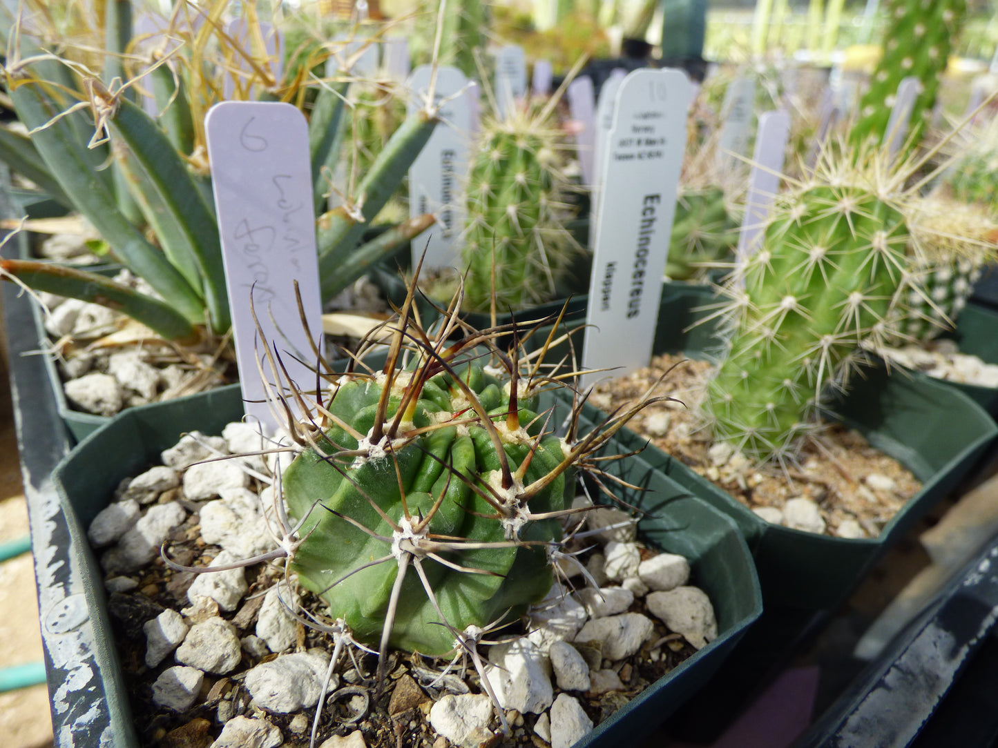 Lobivia ferox Plant