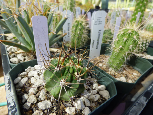 Lobivia ferox Plant