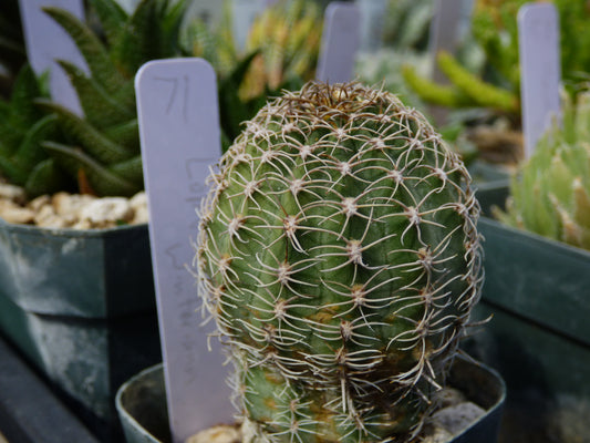 Lobivia winteriana Plant
