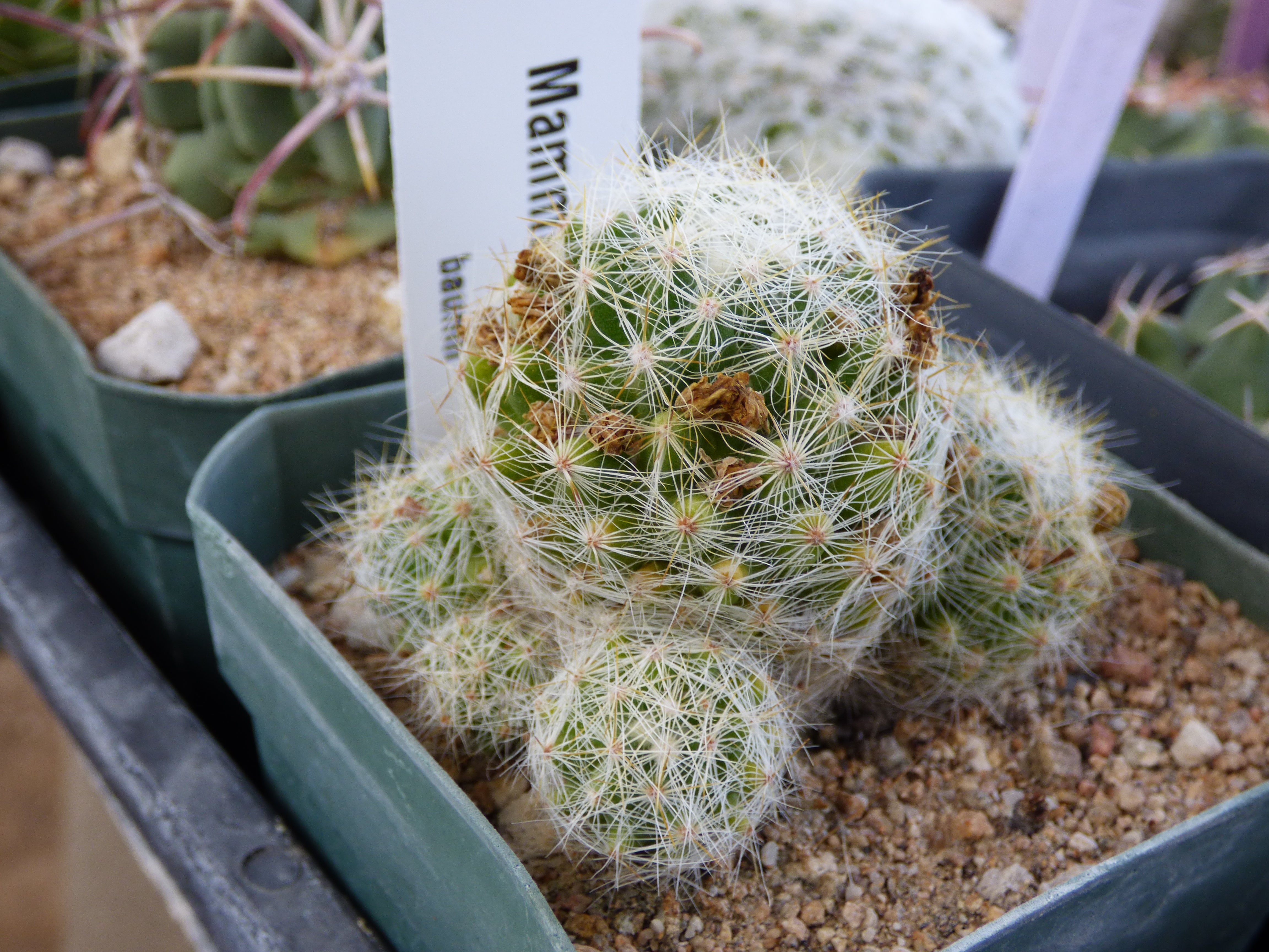 Mammillaria Baumii Plant Arid Origins mammillaria-baumii-plant-arid-origins