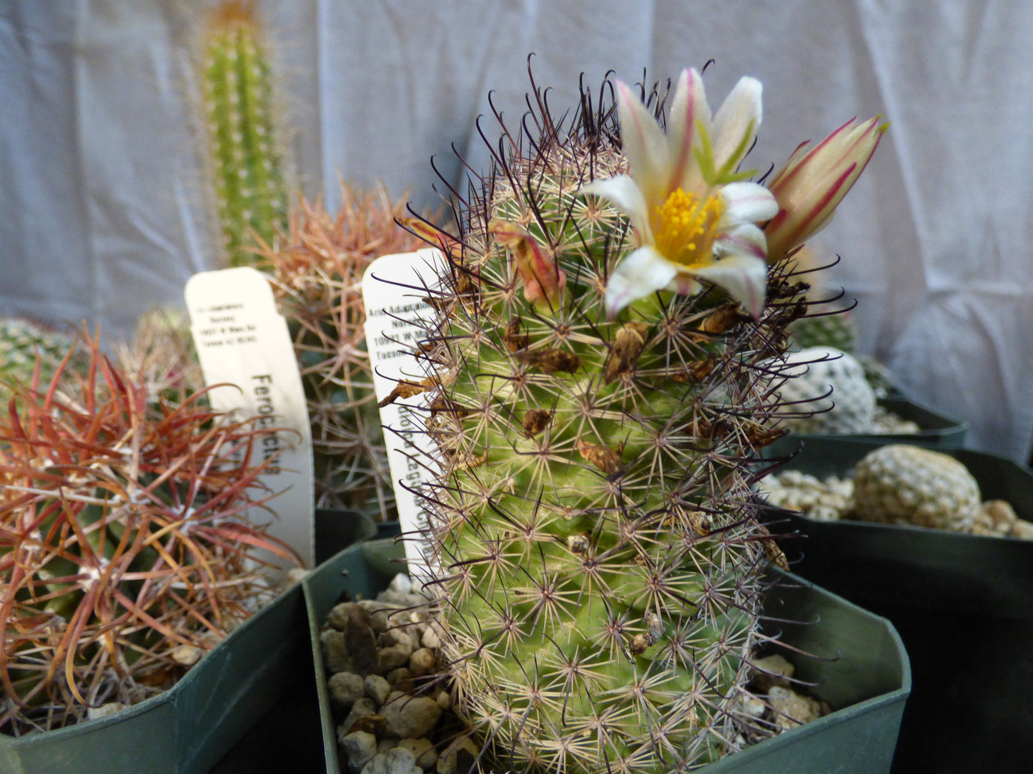 Mammillaria dioica Plant