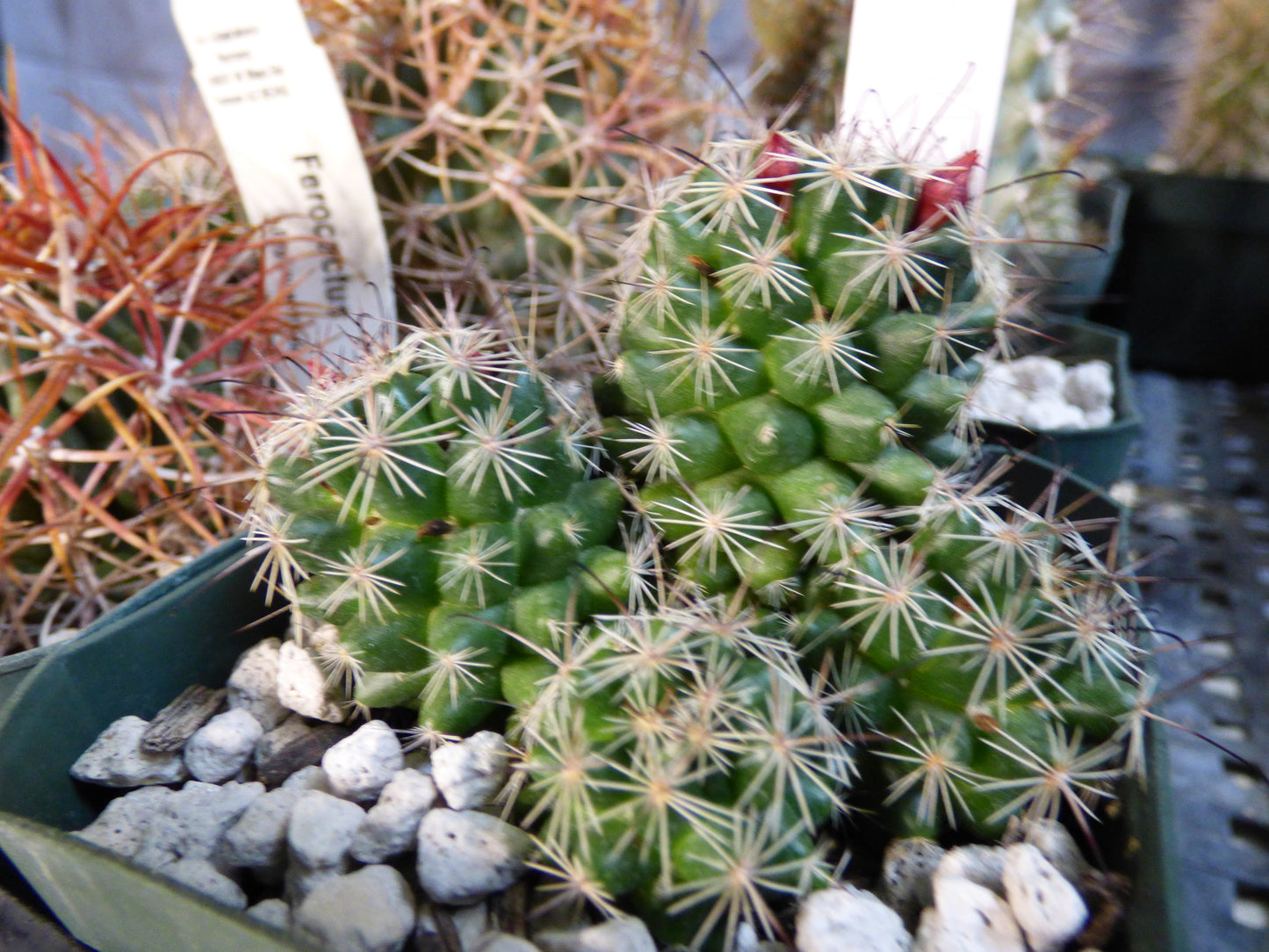 Mammillaria duoformis Plant