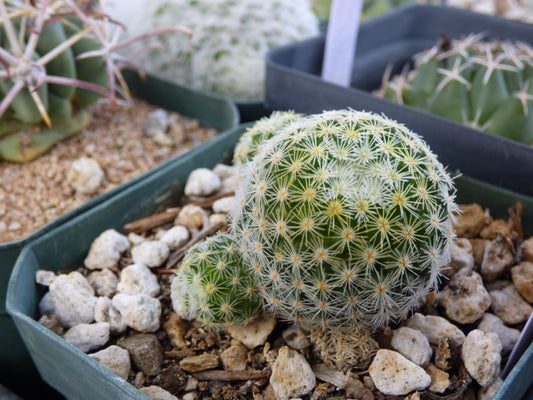 Mammillaria giselae Plant