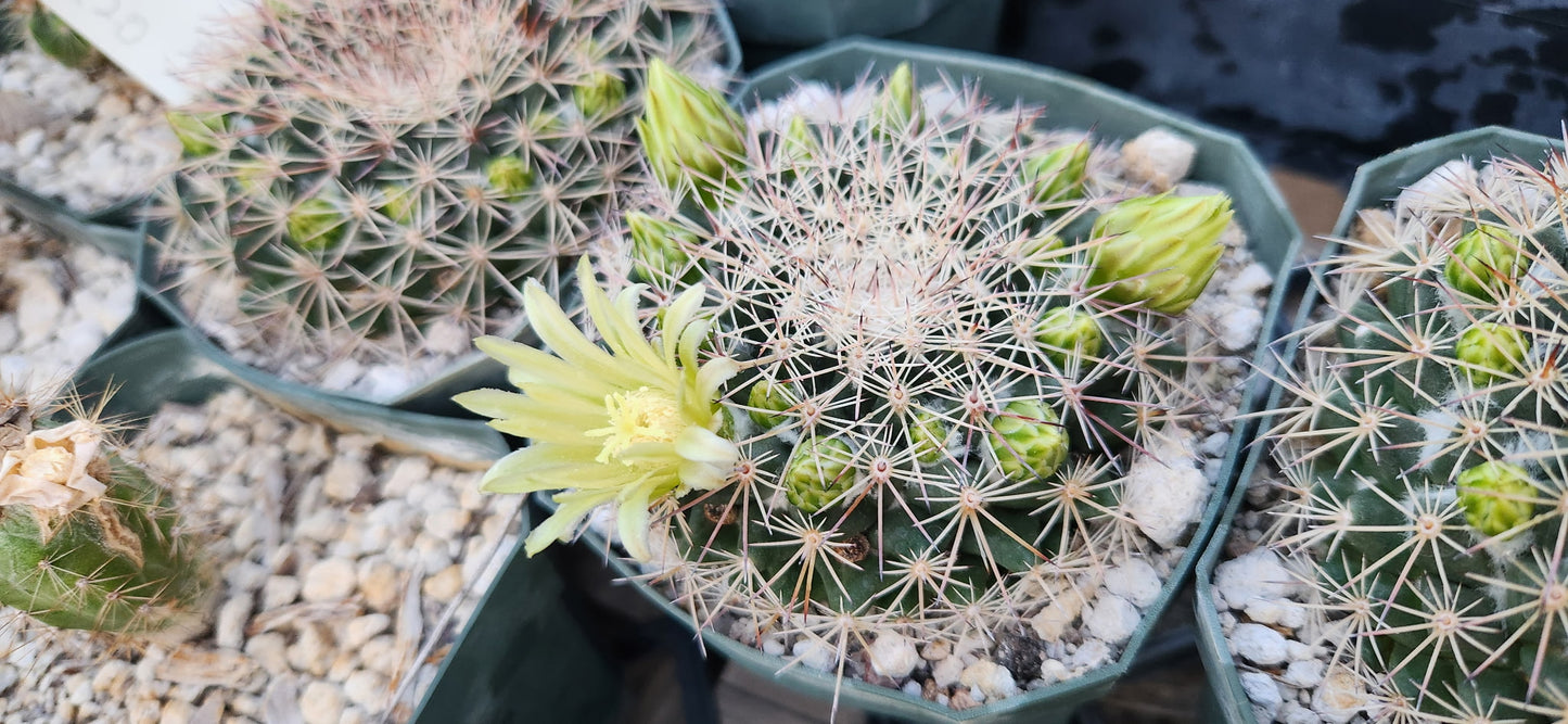 Mammillaria heyderi ssp macdougalii Seeds