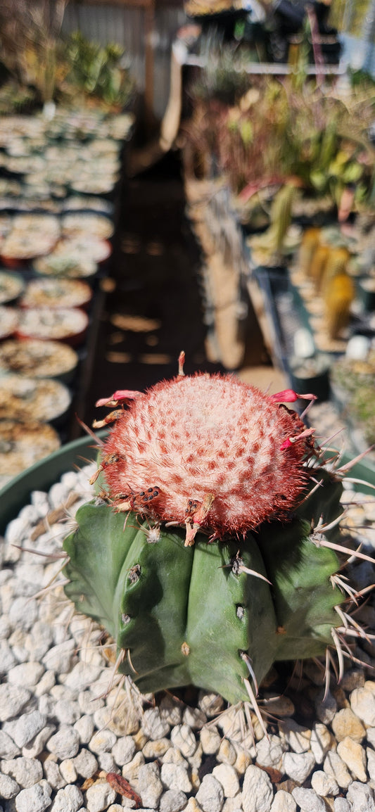 Melocactus neryi Seeds