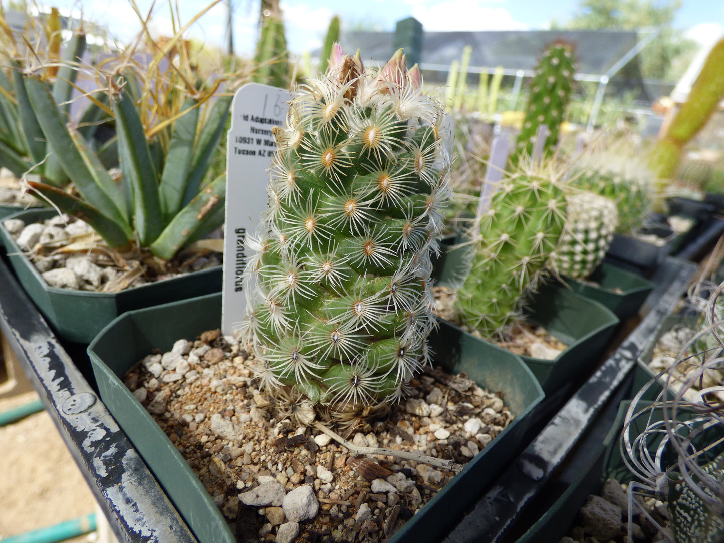 Neolloydia grandiflora Plant