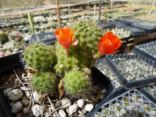 Rebutia graciliflora borealis Plant