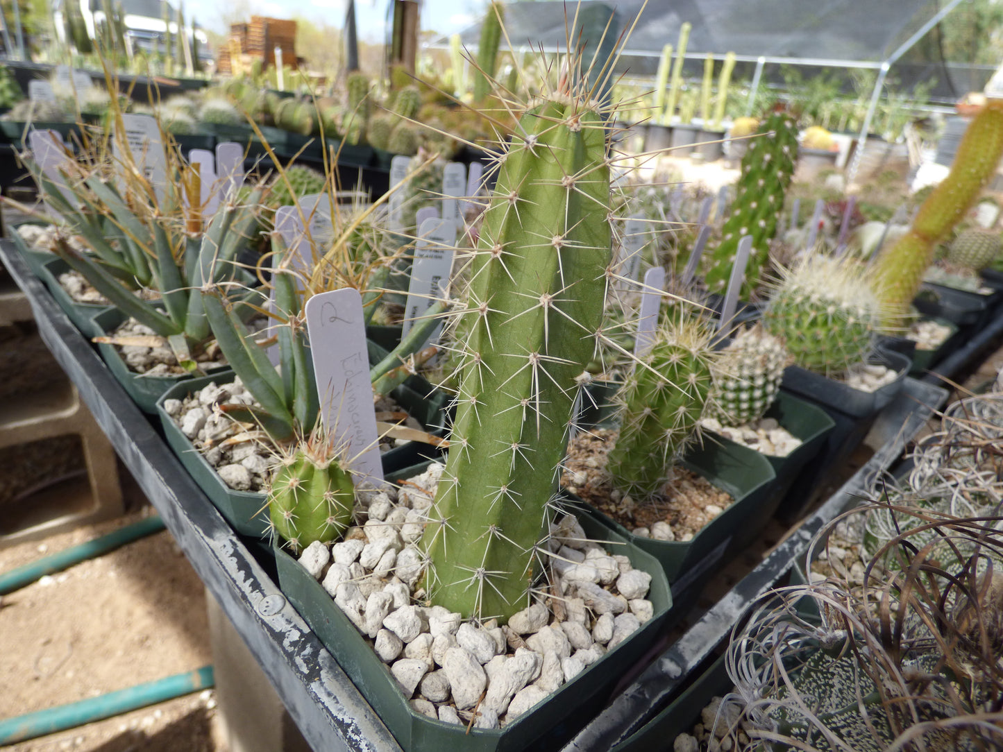 Echinocereus leonensis Plant
