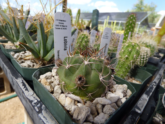 Lobivia hovenii Plant