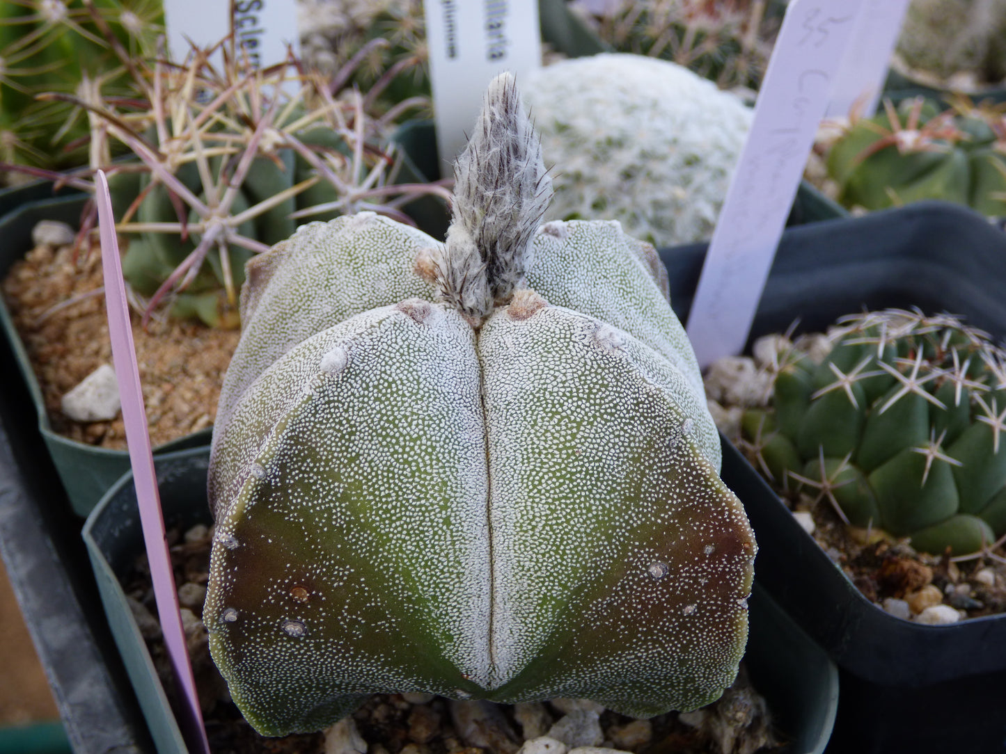 Astrophytum myriostigma quadricostatum Plant