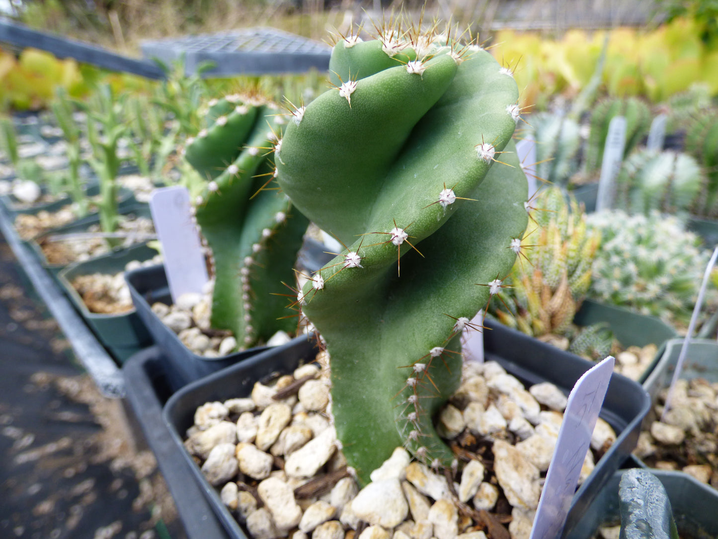 Cereus forbesii spiralis Plant