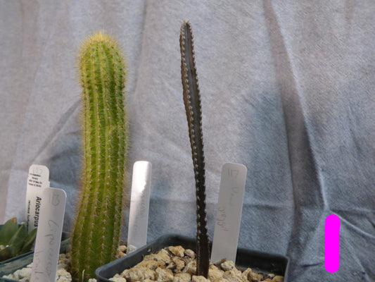 Peniocereus greggii Plant