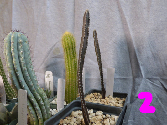 Peniocereus greggii Plant