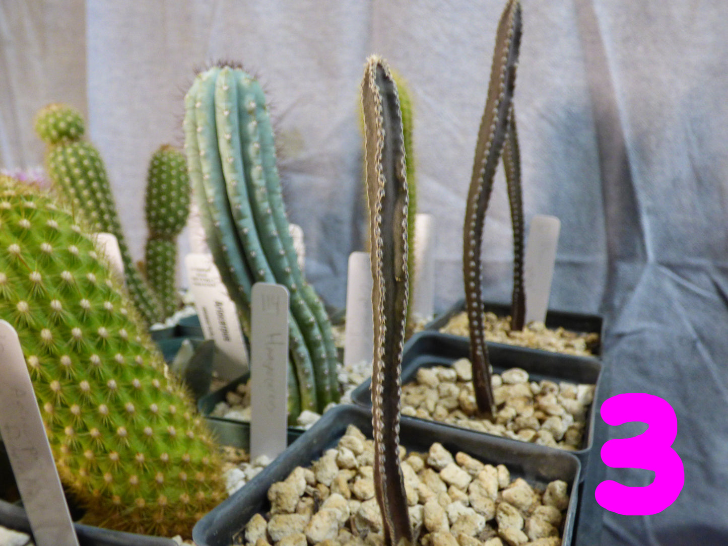 Peniocereus greggii Plant