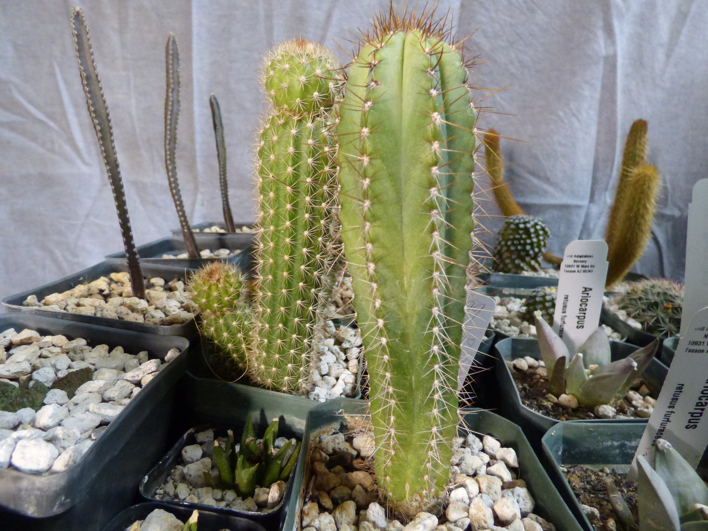 Pilosocereus fulvilanatus Plant