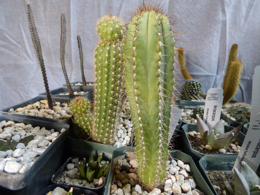 Pilosocereus fulvilanatus Plant