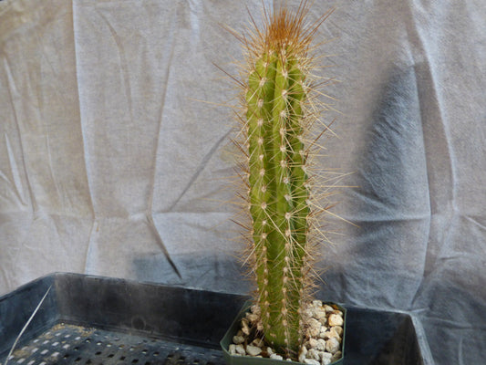Pilosocereus polygonus Plant